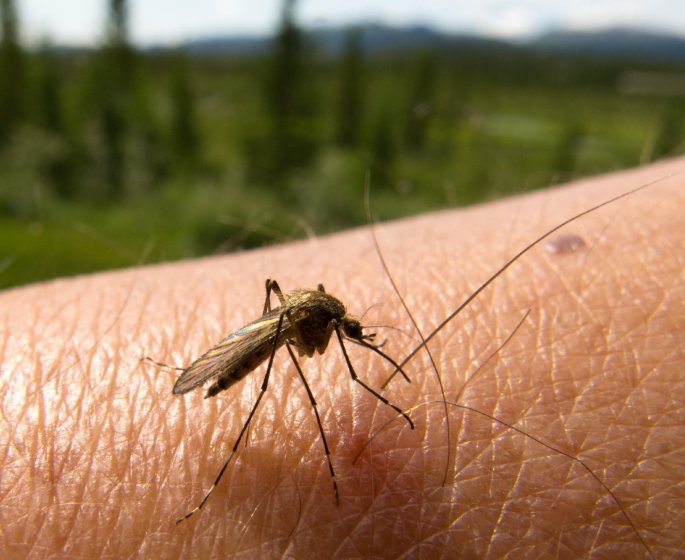 Virus du West Nile: 3 personnes infectees a Nice