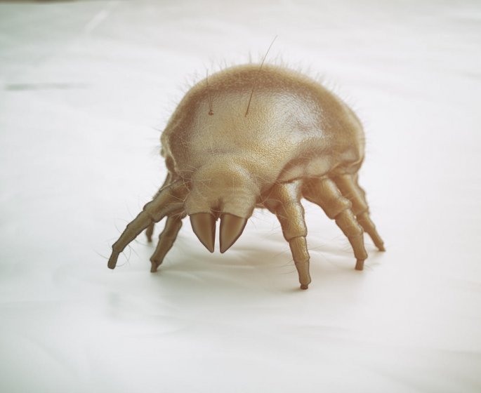 Allergie aux acariens : une huile essentielle pour eliminer les acariens