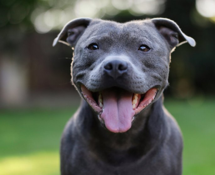 Chien mechant : ce serait la faute du maitre