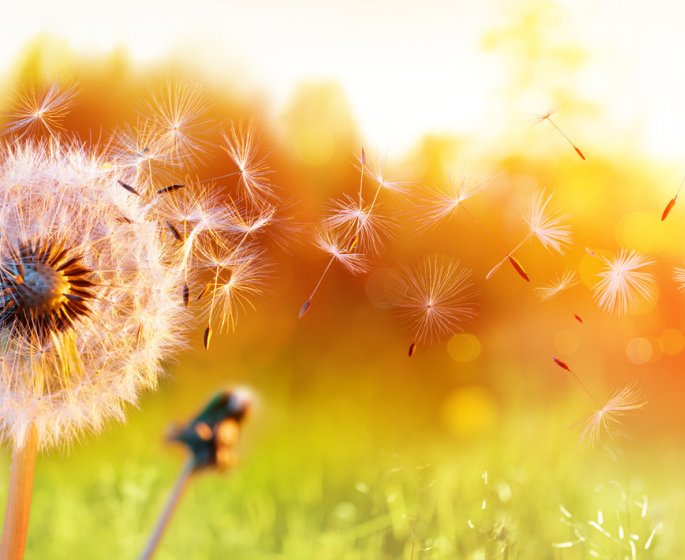 Coronavirus ou allergie : comment les distinguer ? 