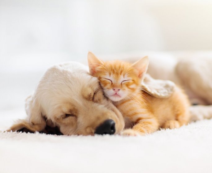 Chiens et chats : 8 conseils pour qu-ils vivent longtemps