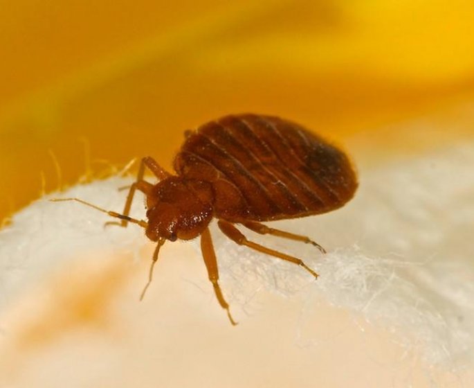 Punaises de lit : 7 astuces pour s-en debarrasser
