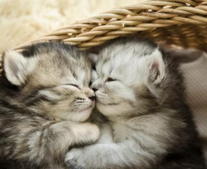 Pourquoi regarder des photos de chats peut vous rendre psychotique