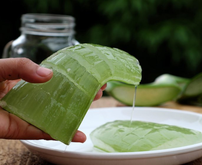 Aloe vera : 3 utilisations en phytotherapie