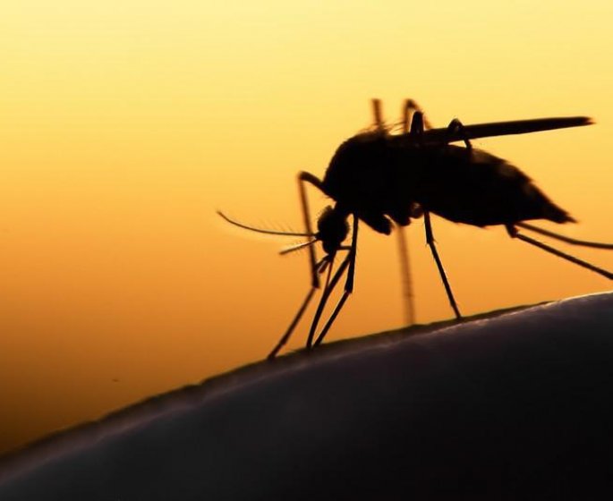 Alerte a la proliferation excessive de moustiques dans certaines regions de France