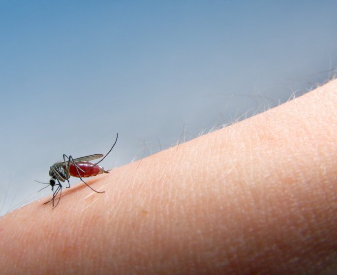 Virus du Nil occidental : un premier cas d’infection a Bordeaux