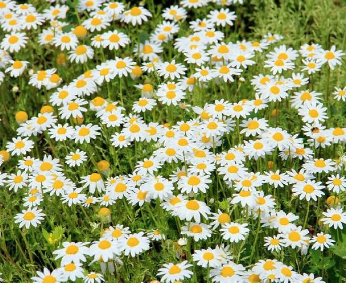 Maladie de verneuil : les traitements naturels existent-ils ?