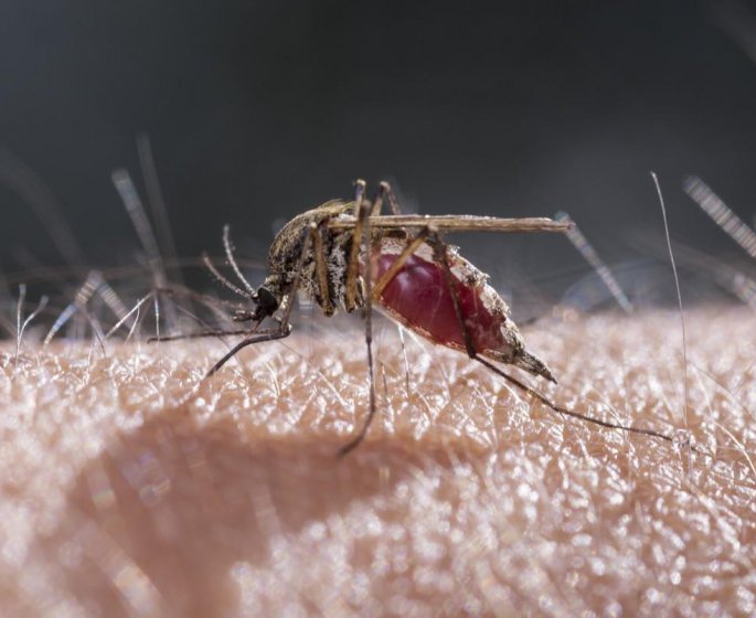 Virus du West Nile : 11 personnes touchees dans les Alpes-Maritimes depuis le debut de l-ete