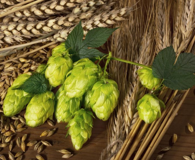 Cette plante qui peut dissoudre le mauvais cholesterol