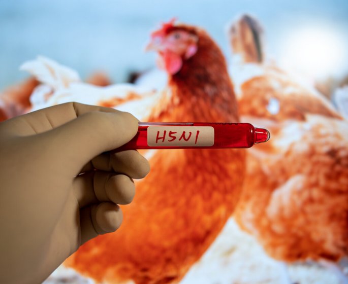 Grippe aviaire : pourquoi les autorites s-inquietent ? 