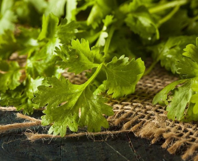 Pourquoi vous trouvez que la coriandre a un gout de savon