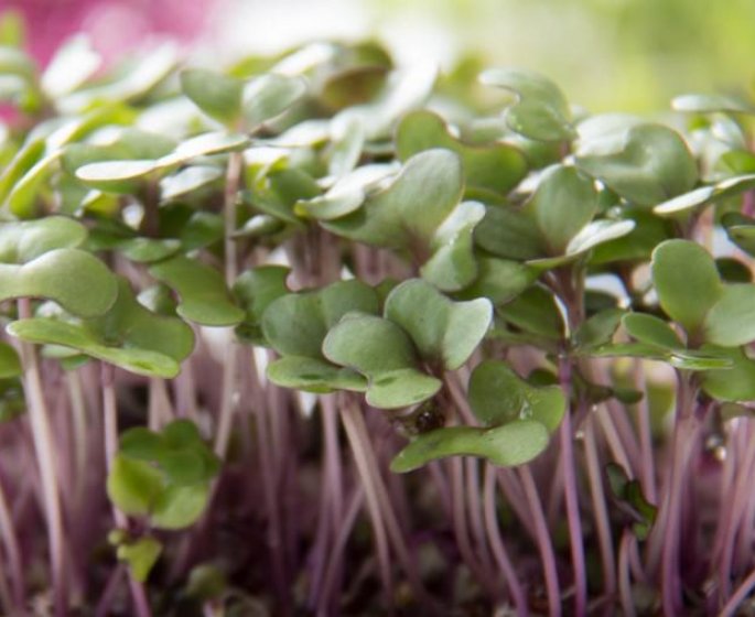 Ce tout petit legume reduirait le risque de maladies cardiaques