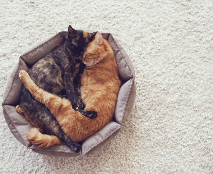 Animaux : une sexualite debridee !