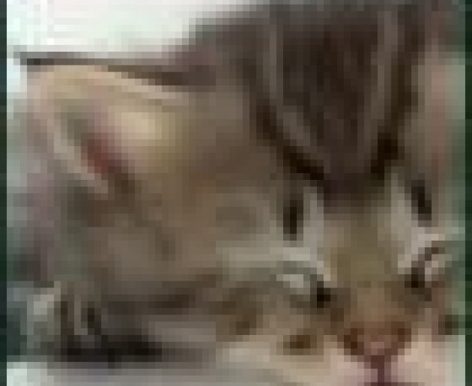 Dermatologie des carnivores domestiques