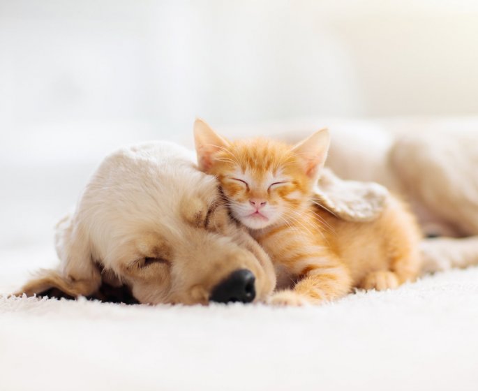 Les cancers les plus frequents chez les animaux