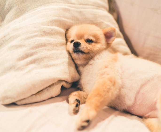 Diarrhee du chien : des remedes naturels