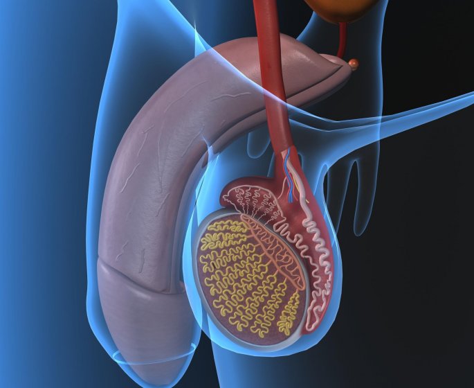Paraphimosis : quelles sont ses causes, et que faire face a cette affection du prepuce ?