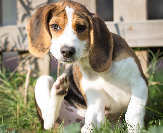 Comment reconnaitre et se debarrasser des aoutats chez le chien