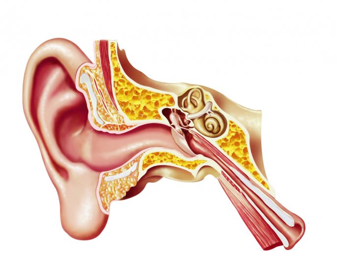 Douleur a l-oreille et a la gorge : est-ce la grippe ?