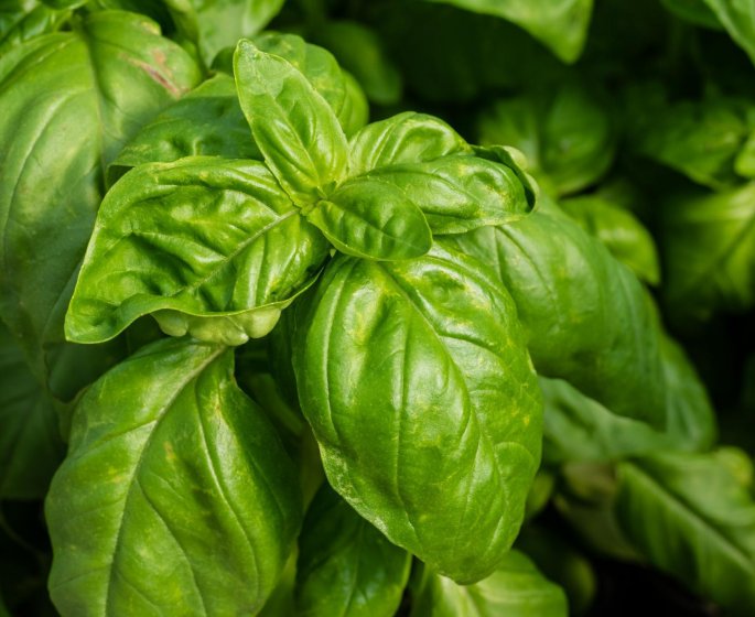 Basilic : Risque de bacteries E.Coli et salmonelles s-il n-est pas cuit