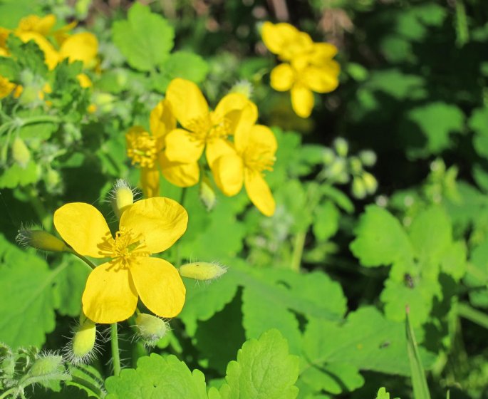 Chelidoine : une plante contre les verrues plantaires