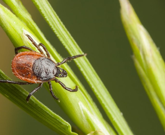 Tiques : quelles maladies peuvent-elles transmettre ?