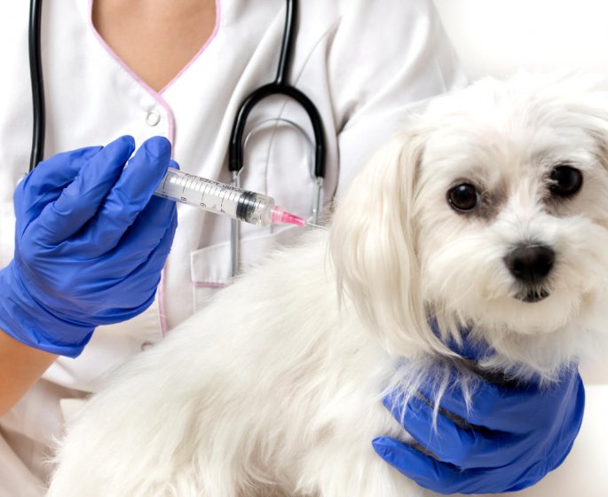 Vaccin contre la rage : est-ce obligatoire ?