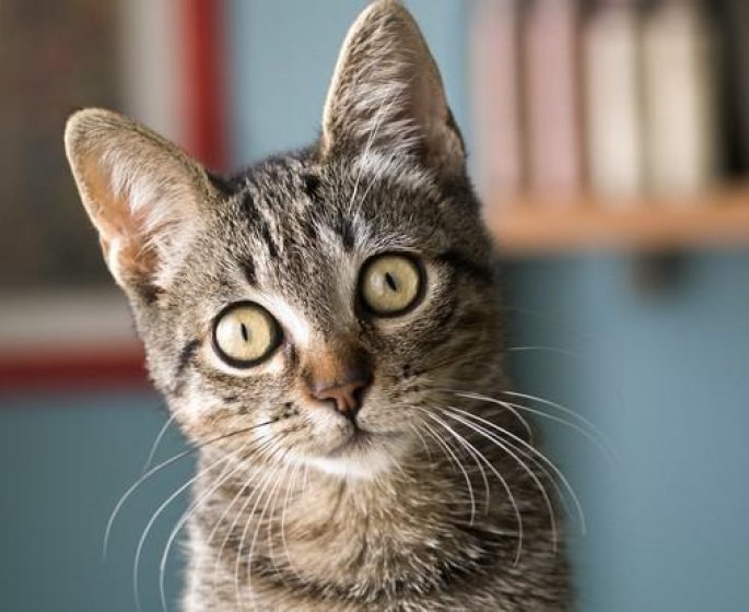 Allergie aux poils de chat : symptomes, traitements, que faire ?