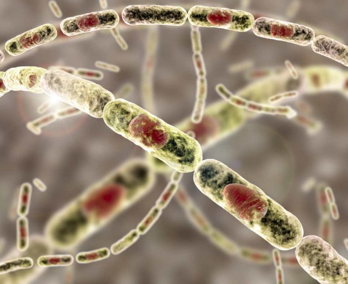Anthrax : les 13 villes touchees par l’epidemie