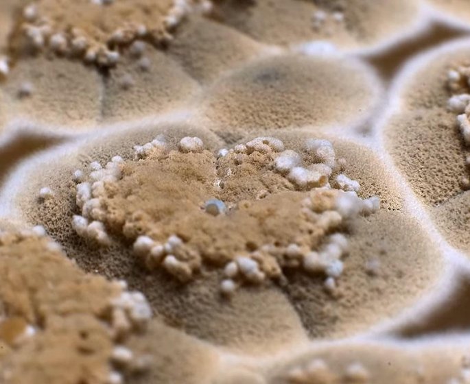Video. La moisissure comme vous ne l’avez jamais vue