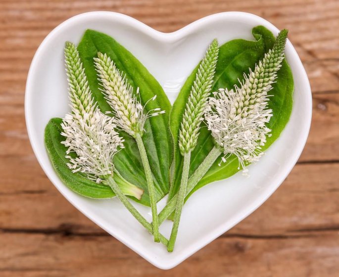 Soigner rapidement un rhume avec une tisane de plantain