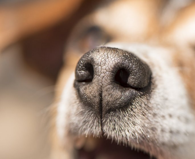 Des chiens capables de detecter un episode de stress post-traumatique dans l’haleine humaine