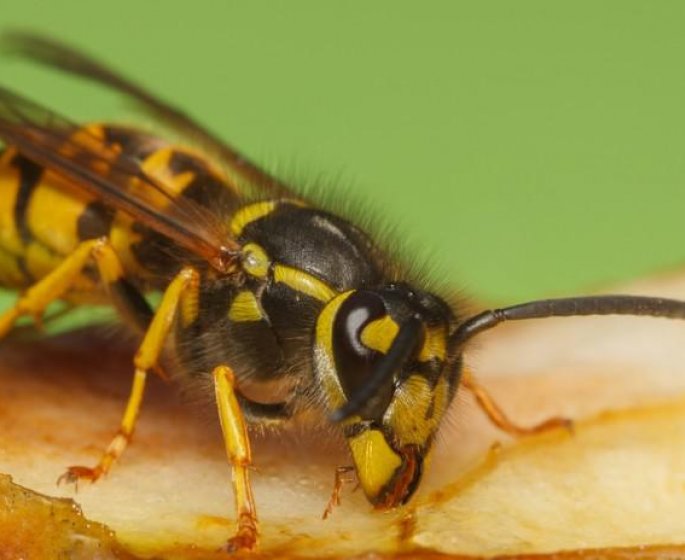 Comment eviter de se faire envahir par les guepes pendant un dejeuner dehors
