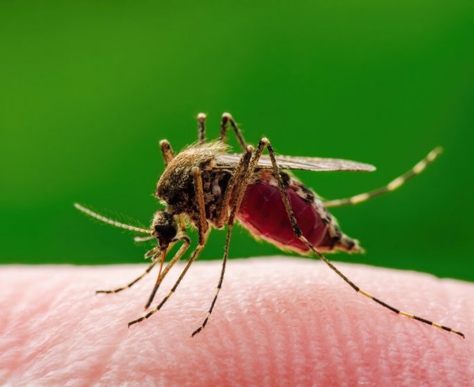 Qu-est-ce que le virus du Nil, de nouveau detecte en France ?