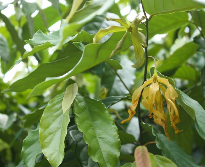 Squames du cuir chevelu : de l-huile essentielle d-Ylang-ylang comme remede