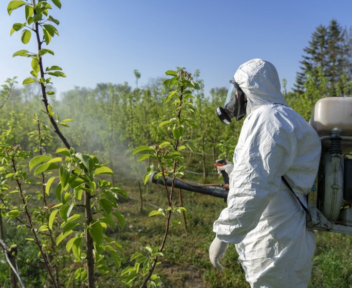 Quels sont les dangers pour la sante de la reintroduction de l’acetamipride, l-insecticide au coeur des debats ?