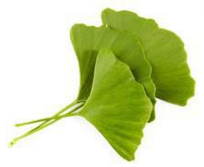 Ginkgo: plante jeunesse miraculeuse!