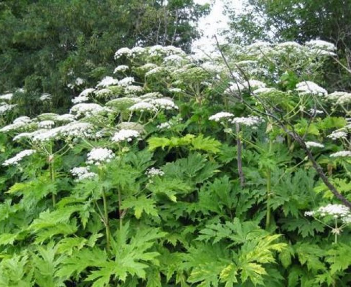 Berce du Caucase : la plante qui brule la peau