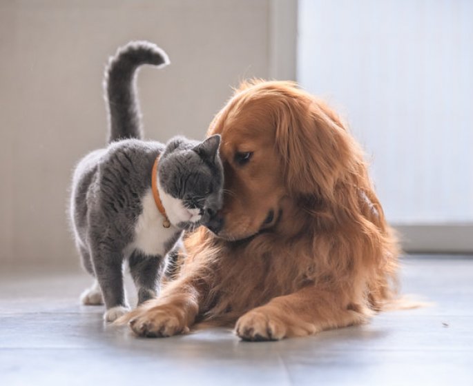 Comment se remettre de la mort de son animal de compagnie ? 