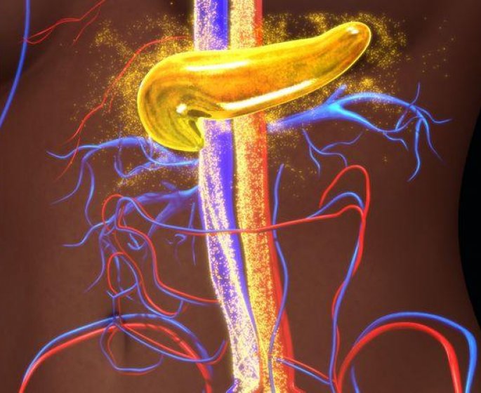 Quel est le role du pancreas ?
