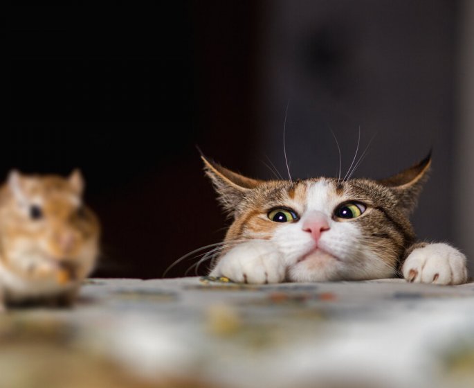 Covid-19 : les chats pourraient le transmettre 