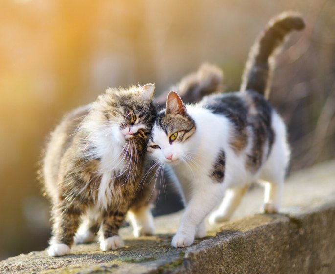 Typhus du chat : une epidemie frappe les chats d-Angouleme