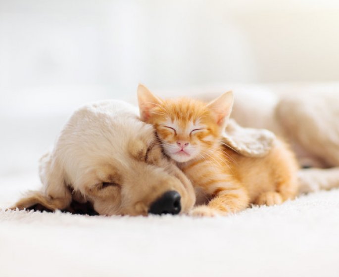  Vacances : comment gerer la separation avec son animal ? 
