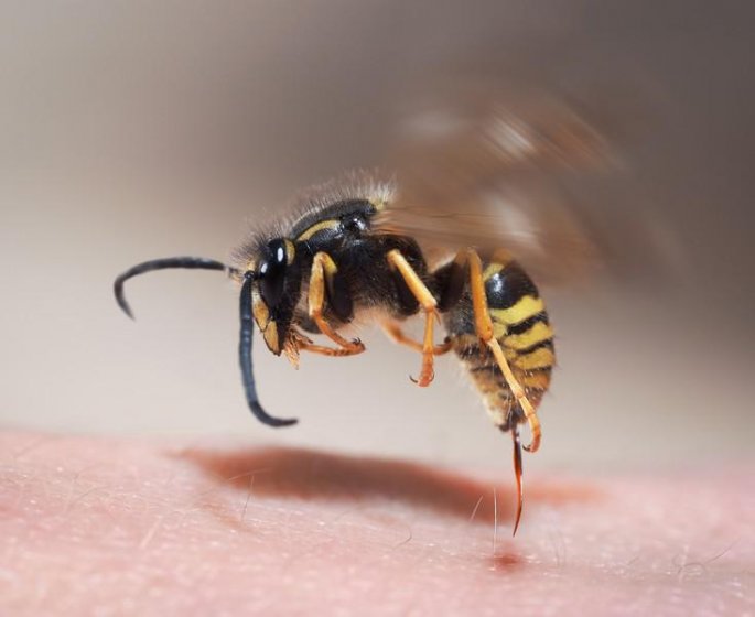 Un homme dans le coma apres une piqure de frelon : que faire ?