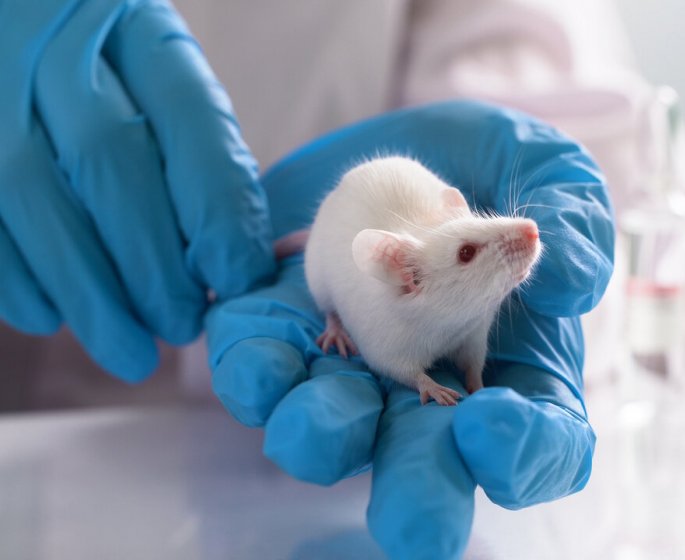 La leptospirose : elle integre les maladies a declaration obligatoire