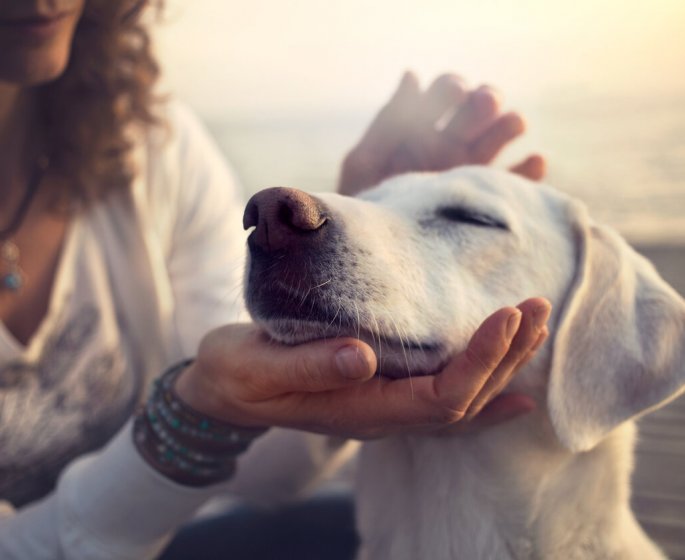 Communication animale : et si on pouvait parler avec nos animaux ?