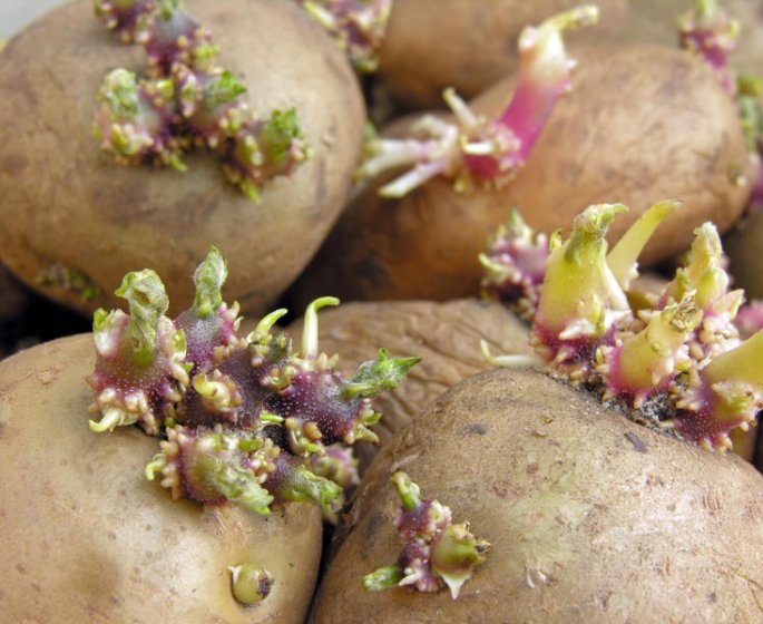 Pomme de terre : peut-on la manger quand elle est verte ou germee ? 