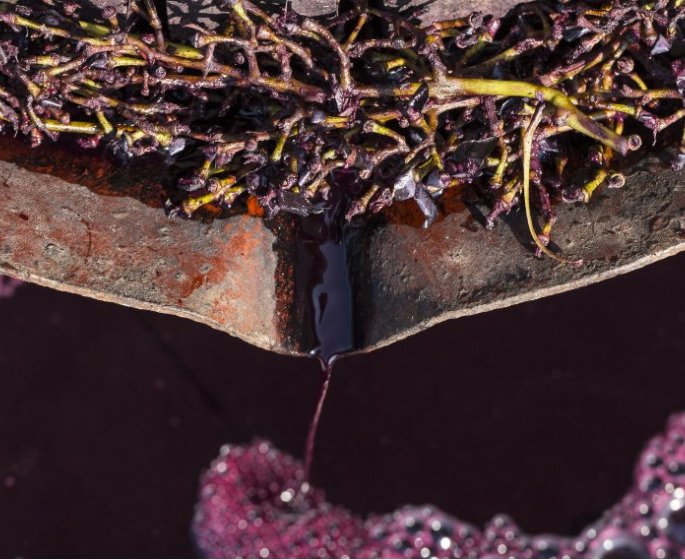 Intestin, diabete, cœur : le marc du raisin du vin est bon pour votre sante