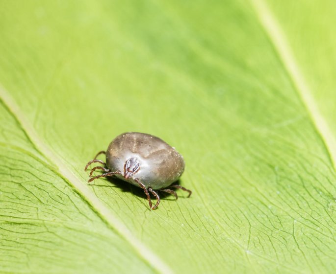 Tiques indigene d’Asie : l’insecte responsable de fievre hemorragique