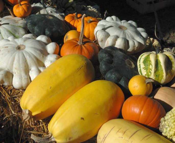 Courges, potirons, citrouilles… Attention, certaines peuvent etre toxiques